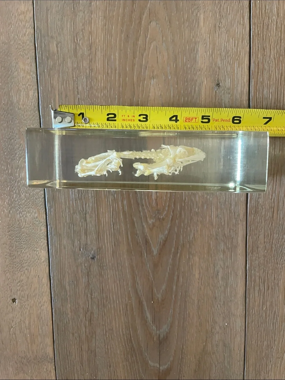Frog Skeleton! New! - Picture 4 of 10